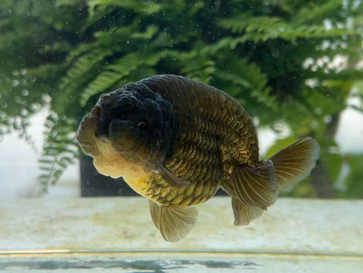 Bronze Yuanbao Ranchu (F, 4.25”) - Free Shipping