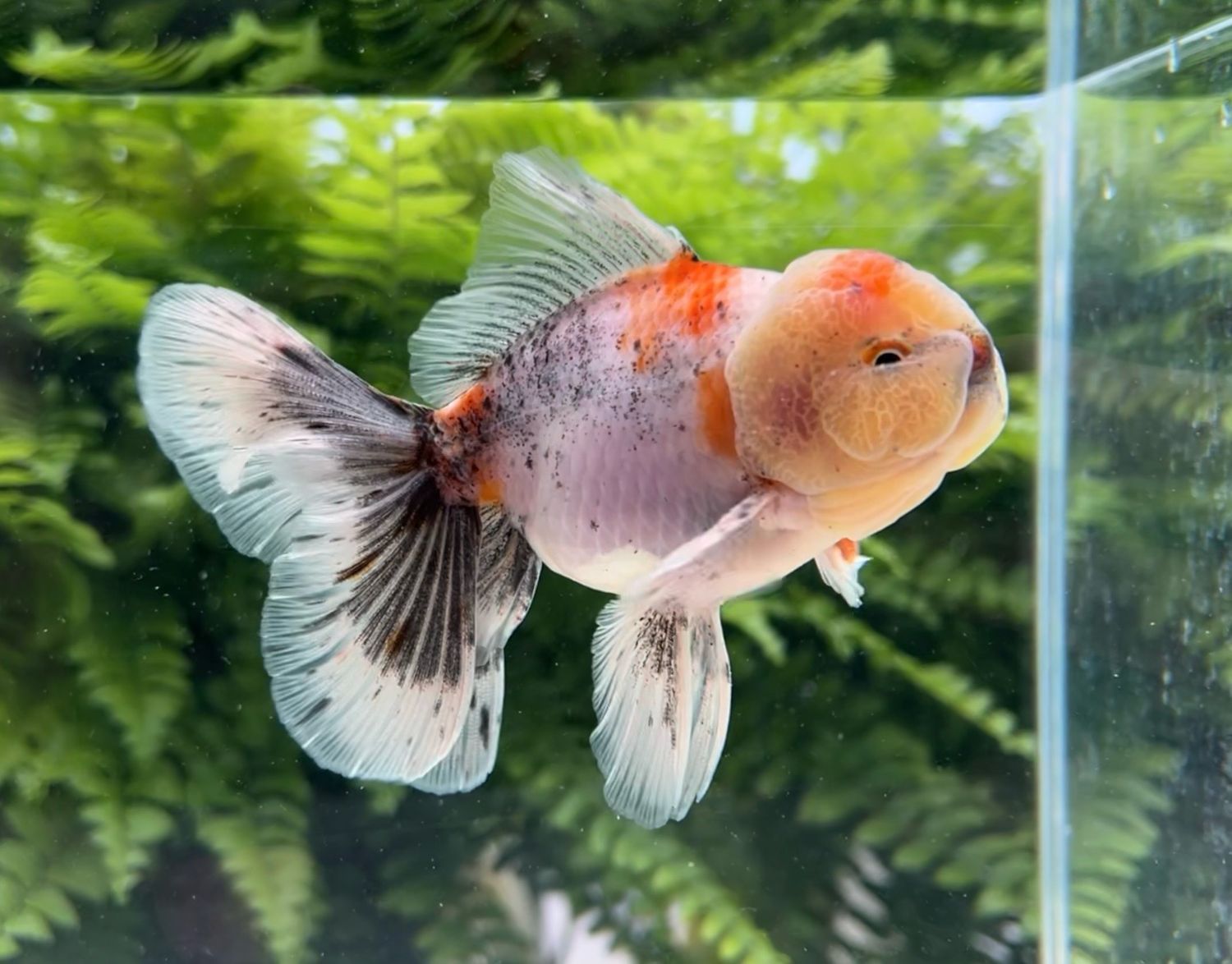 Calico Rosetail Oranda (M, 4.75”) - Free Shipping