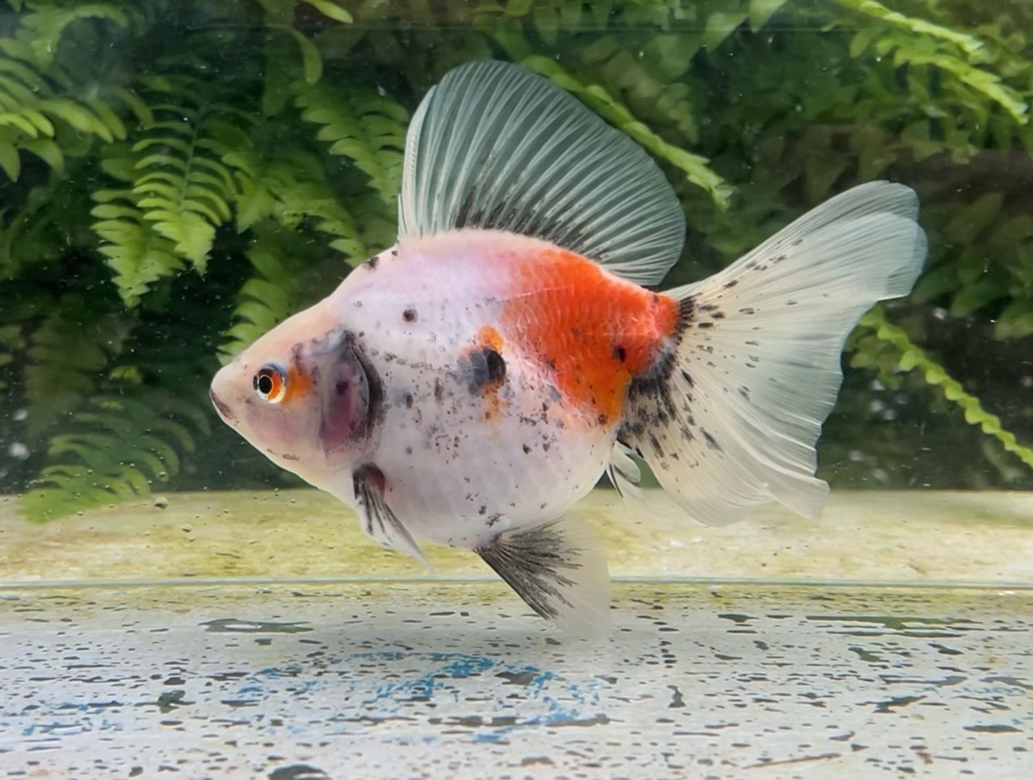 Tri-color Broadtail Ryukin (F, 5.5”) - Free Shipping