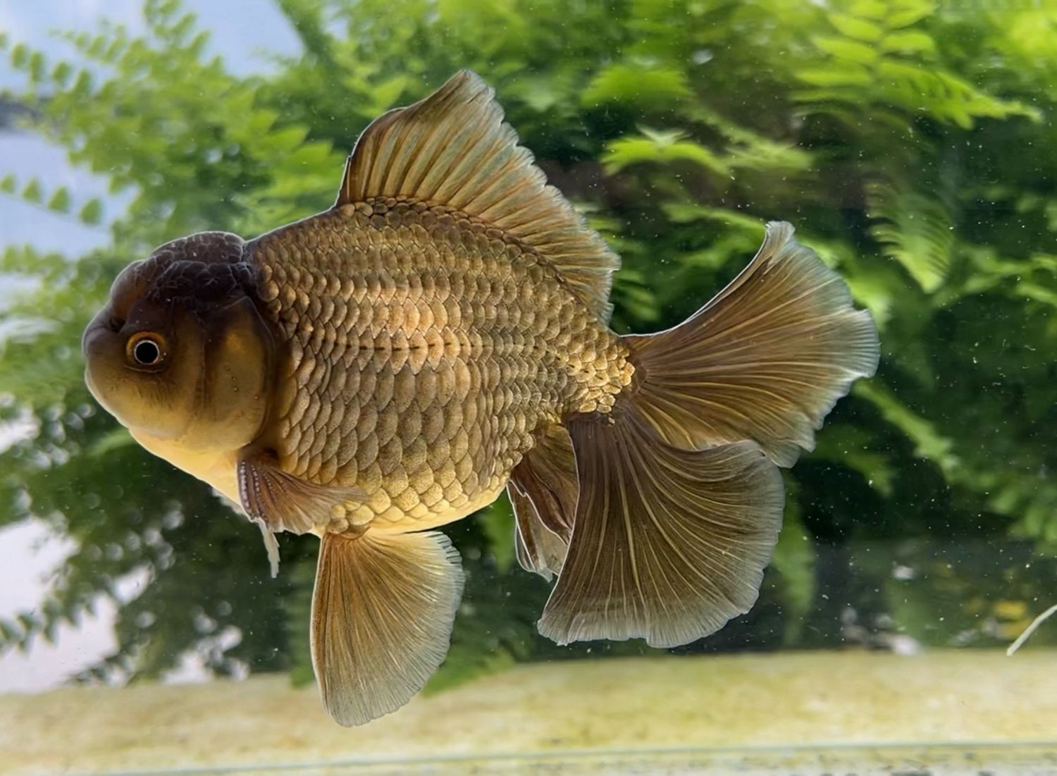 Bronze Rosetail Oranda (M, 5.5”) - Free Shipping