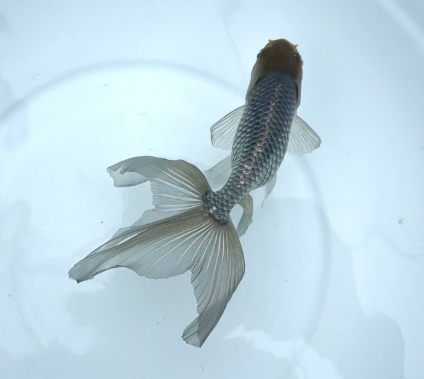 Blue Egg Phoenix (F, 6.25”) - Free Shipping