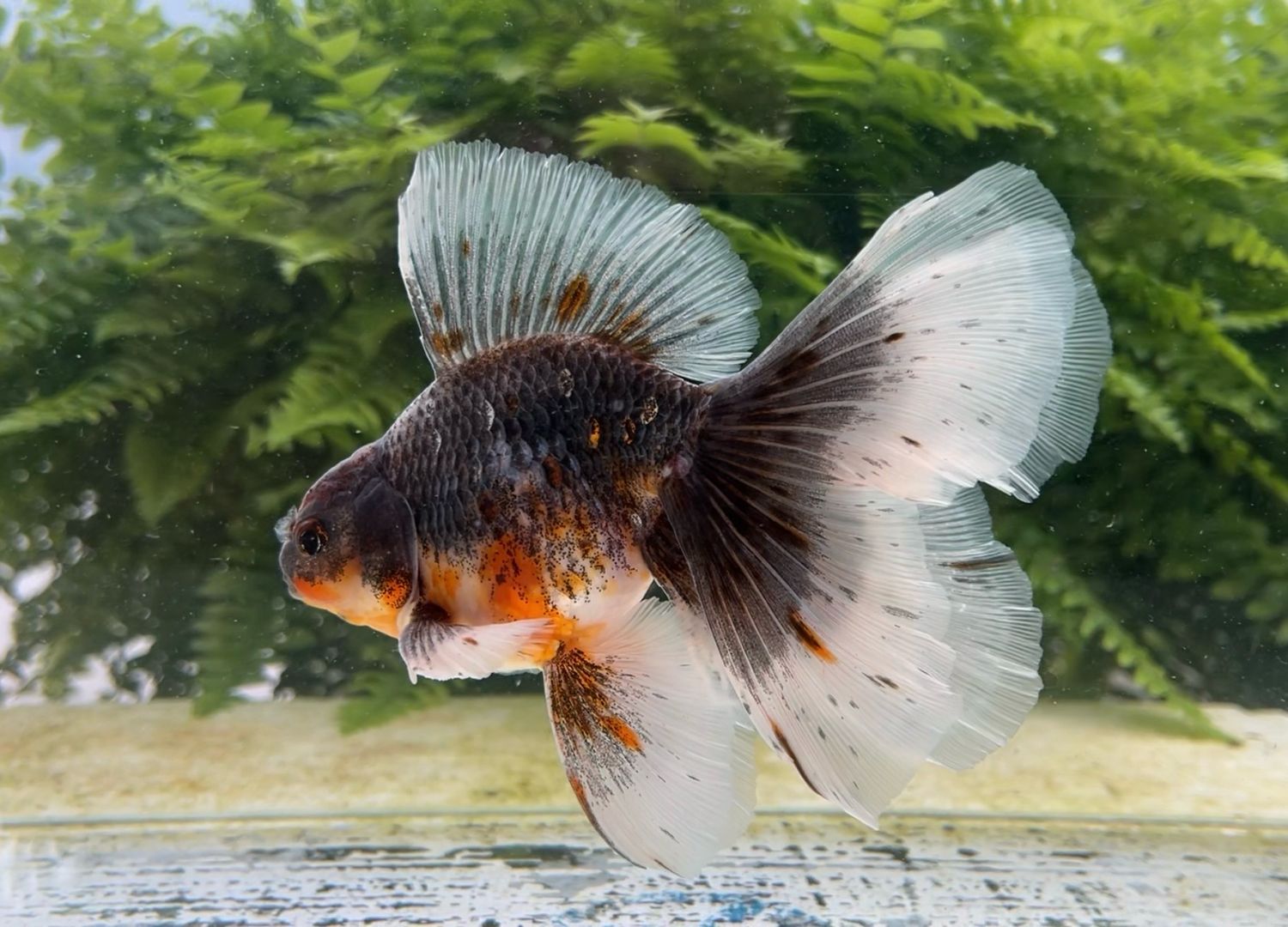 Kirin High Head Veiltail (M, 6”) - Free Shipping
