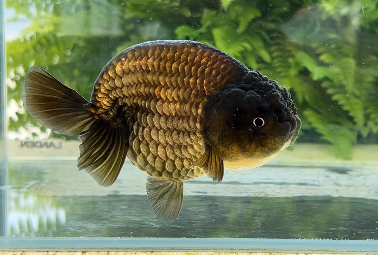 Black Yuanbao Ranchu (F, 5”) - Free Shipping