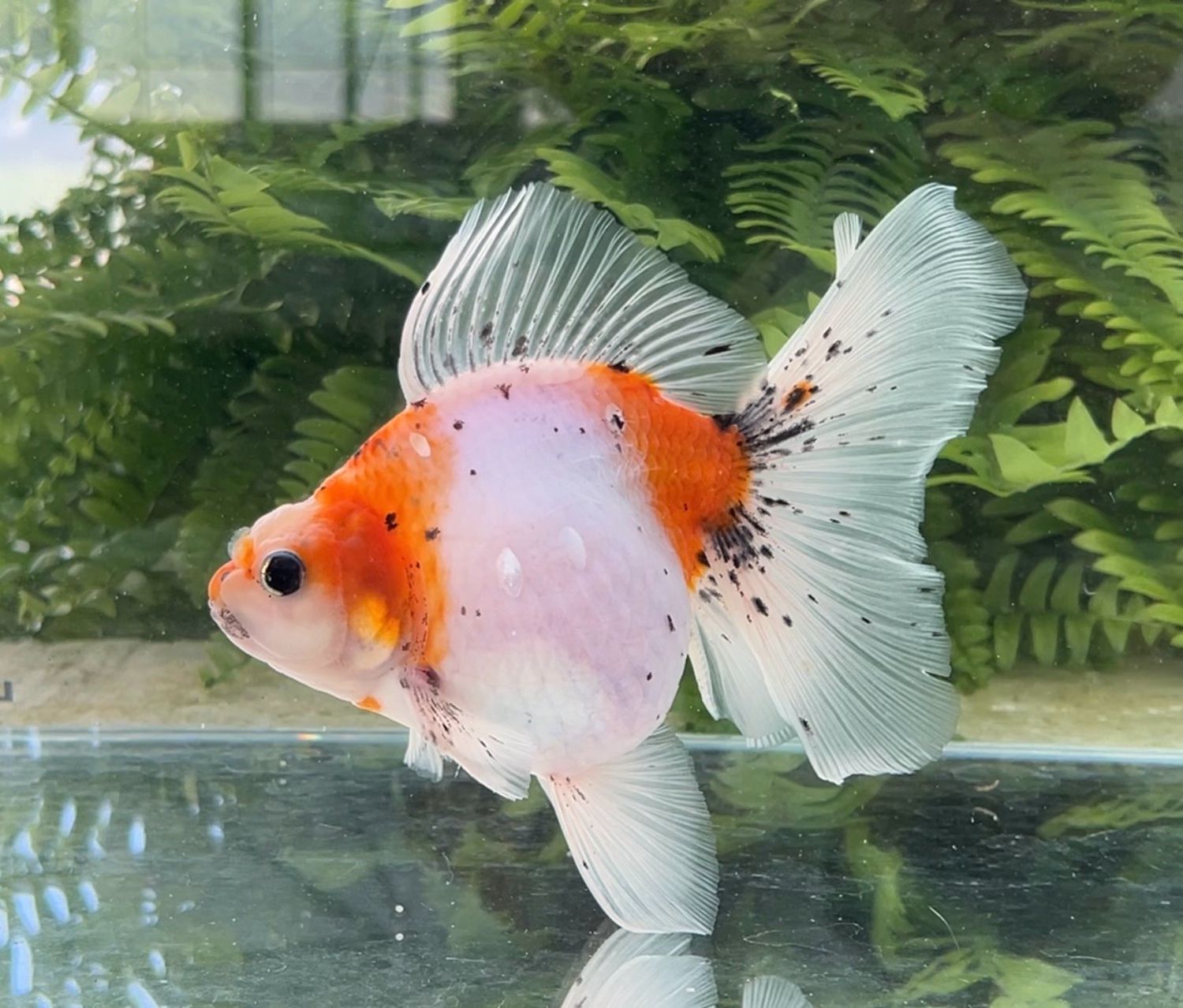 Tri-color Veiltail (F, 6.75”) - Free Shipping
