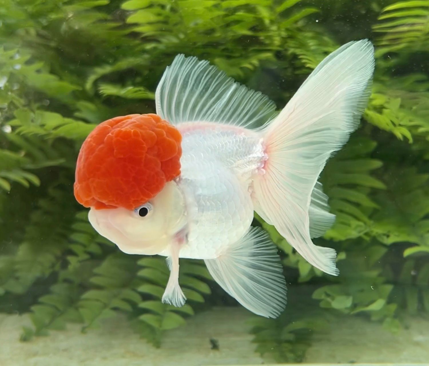 Tancho High Head Oranda (M, 5”) - Free Shipping