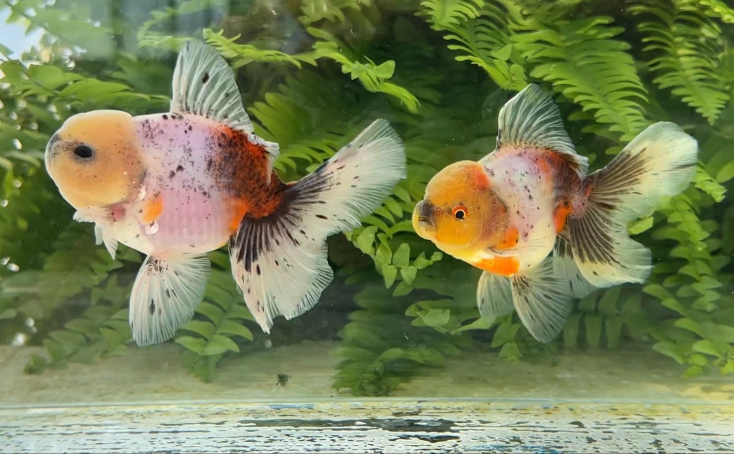 2 Pack Calico Rosetail Orandas (4”) - Free Shipping