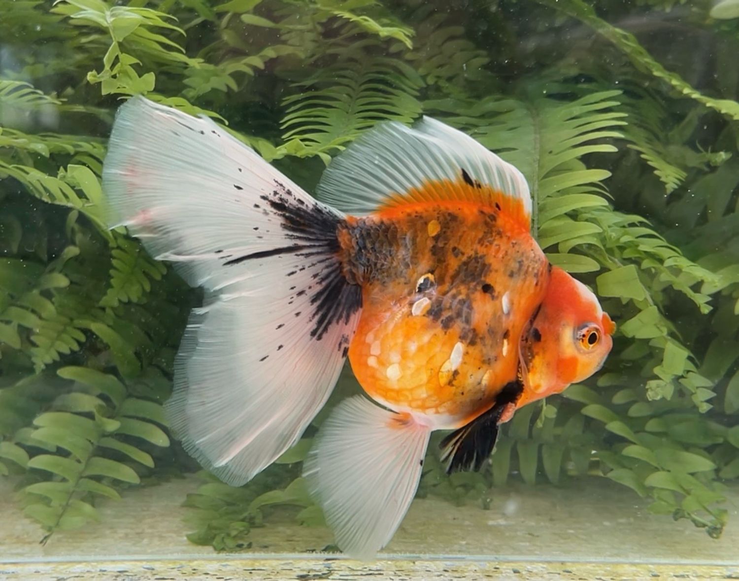 Autumn Leaves High Head Veiltail (M, 5.5”) - Free Shipping