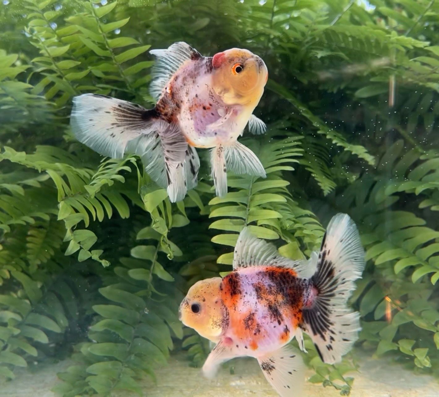 2 Pack Calico Rosetail Orandas (4”) - Free Shipping