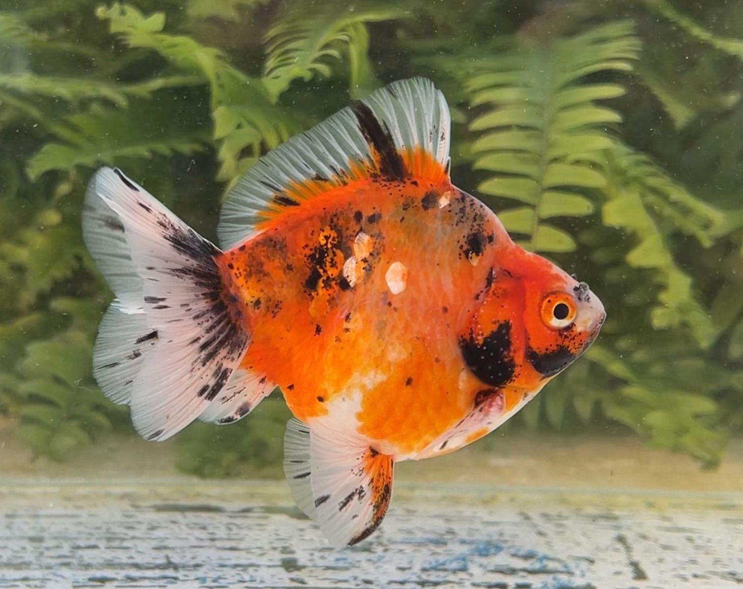 Calico Shorttail Ryukin (M, 4”) - Free Shipping