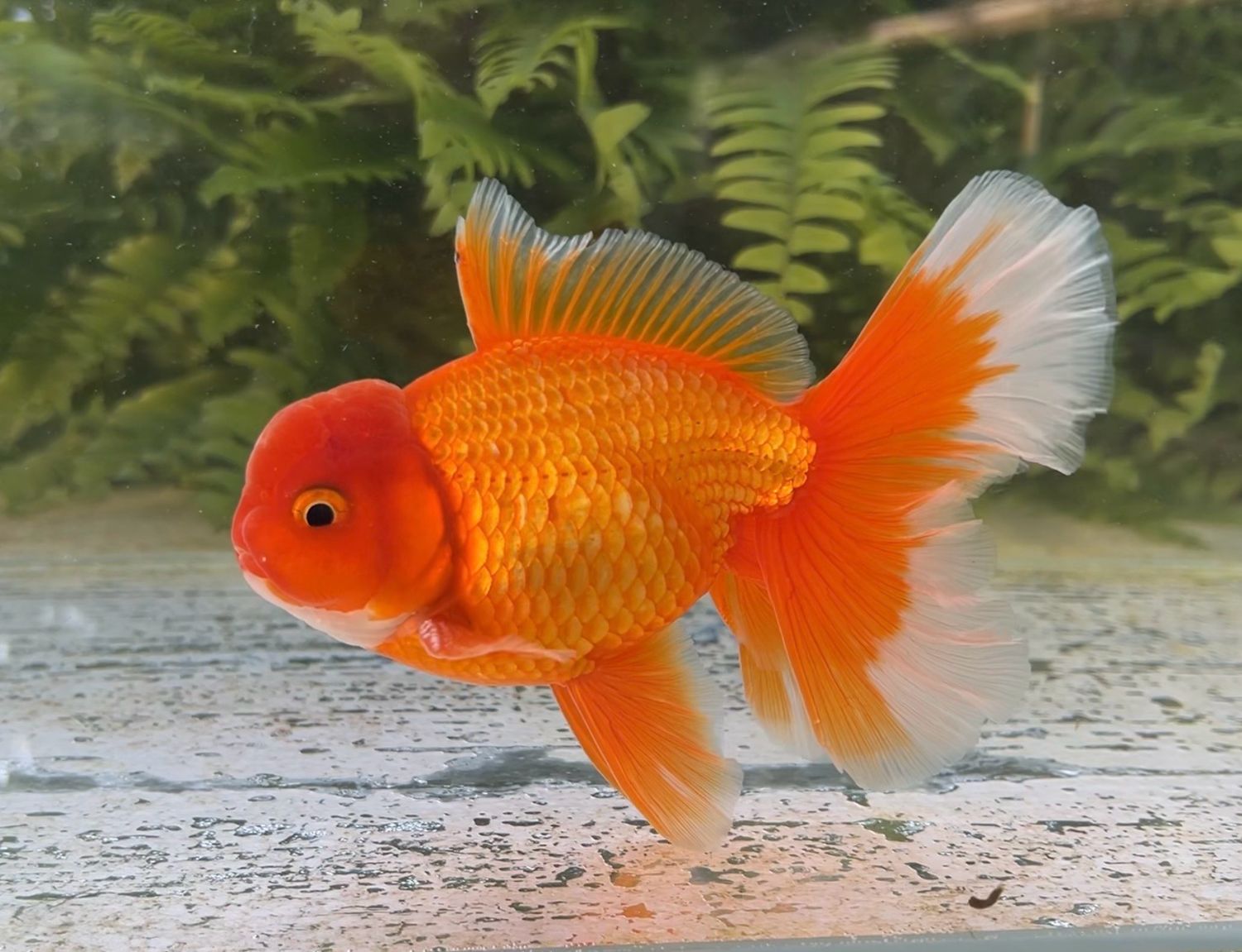 Red Peonytail Oranda (M, 5.5”) - Free Shipping