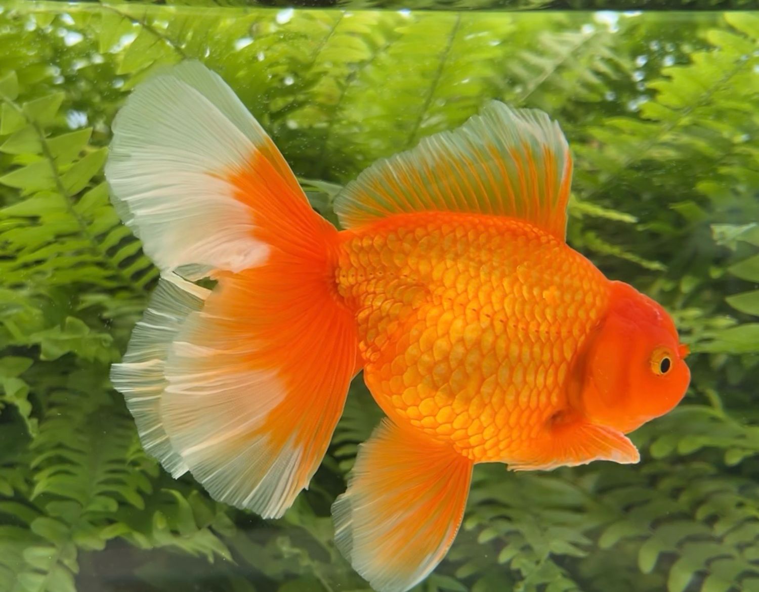 Red Peonytail Oranda (M, 6”) - Free Shipping