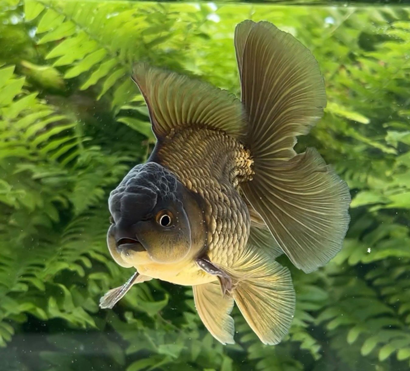 Bronze Rosetail Oranda (M, 5”) - Free Shipping