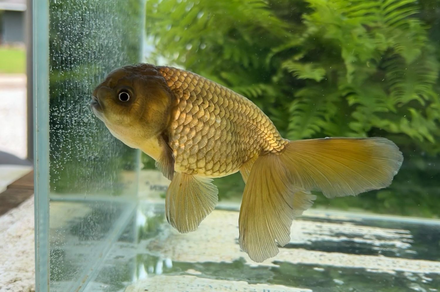 Bronze Phoenixtail Ranchu (F, 5.5”) - Free Shipping