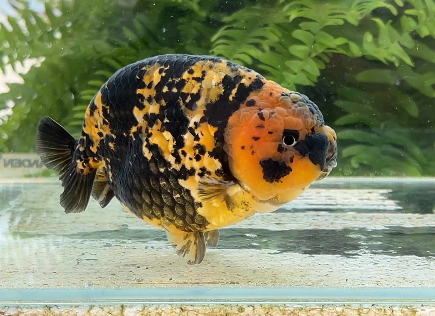 Tiger Yuanbao Ranchu (M, 5”) - Free Shipping