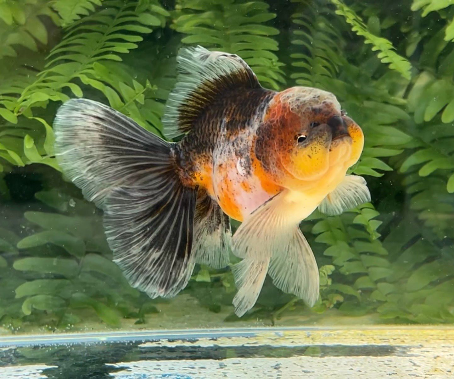 Calico Rosetail Oranda (M, 4.75”) - Free Shipping