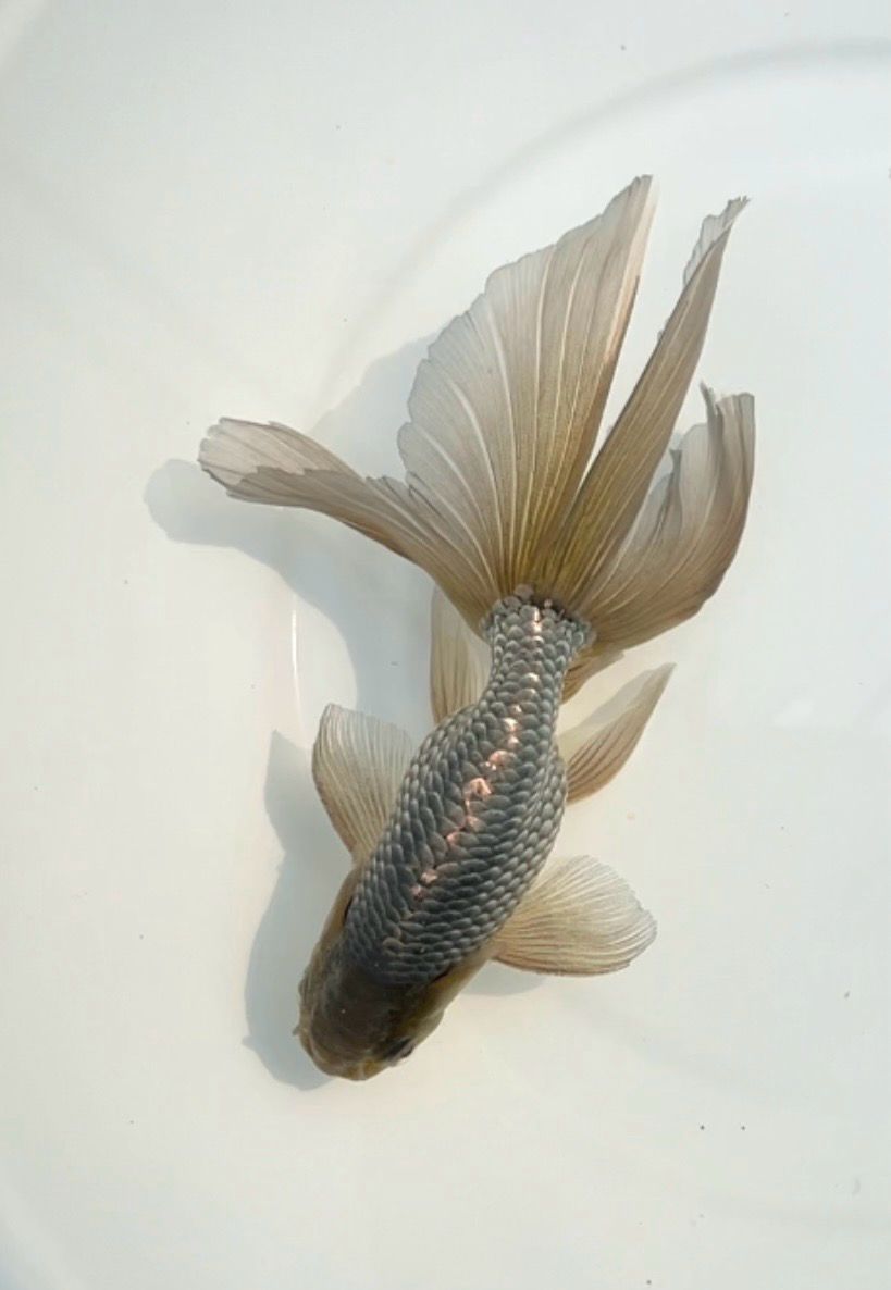 Blue Egg Phoenix (M, 5.75”) - Free Shipping