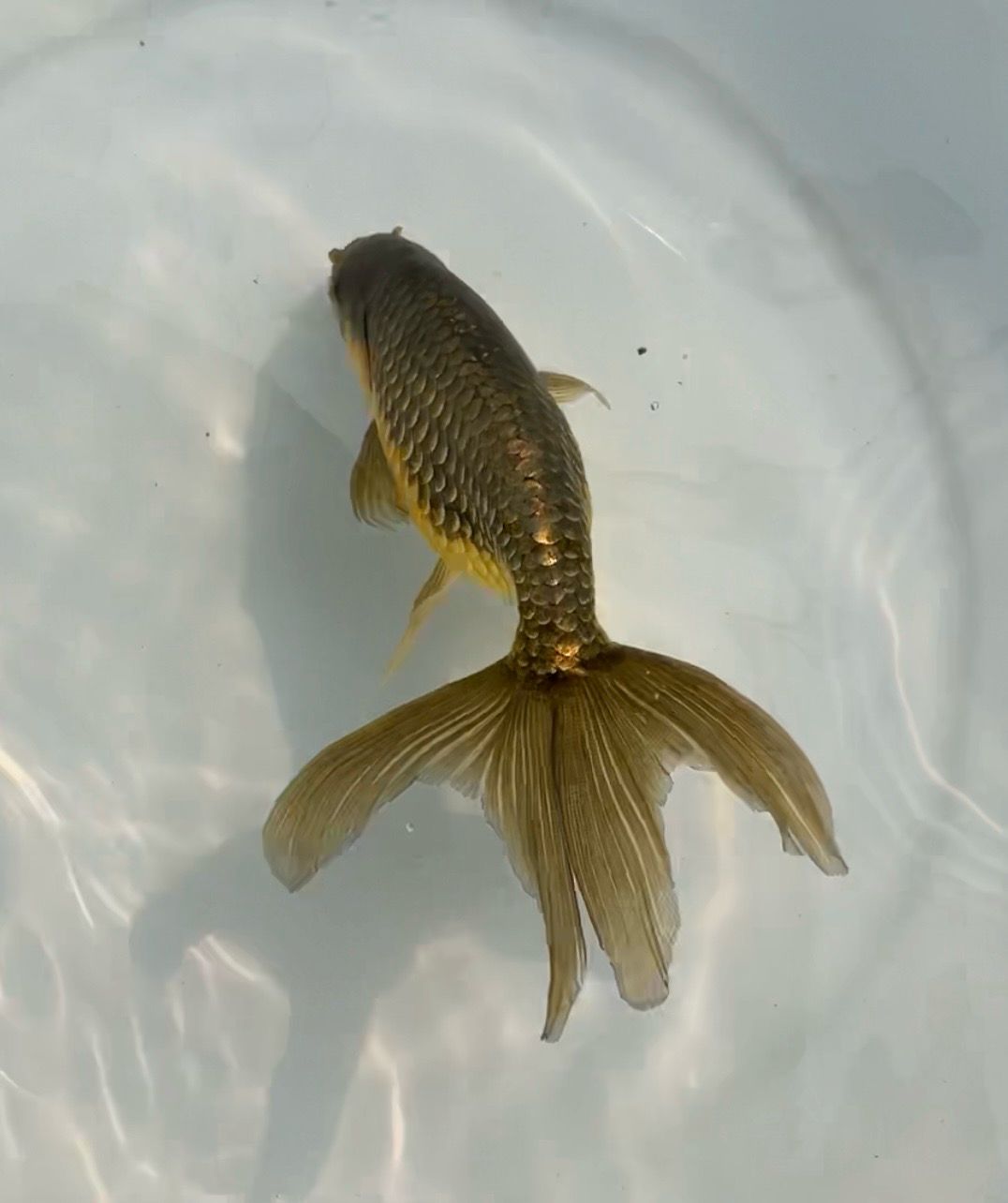 Tsugaru Nishiki (M, 5.5”) - Free Shipping
