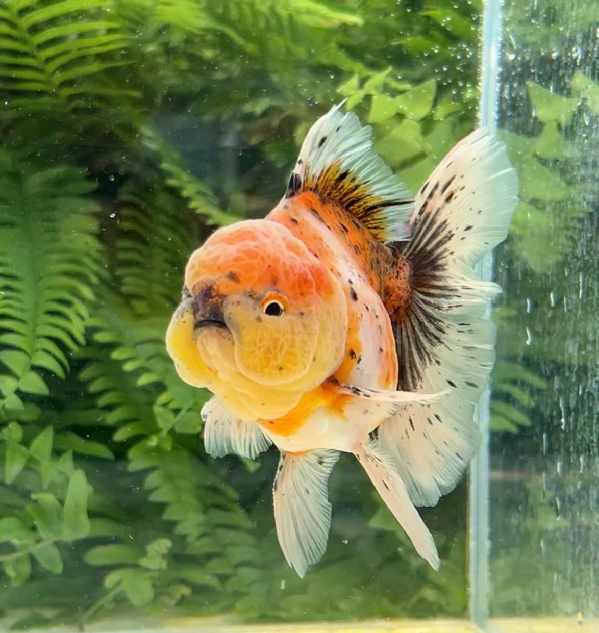 Calico Rosetail Oranda (M, 4.75”) - Free Shipping