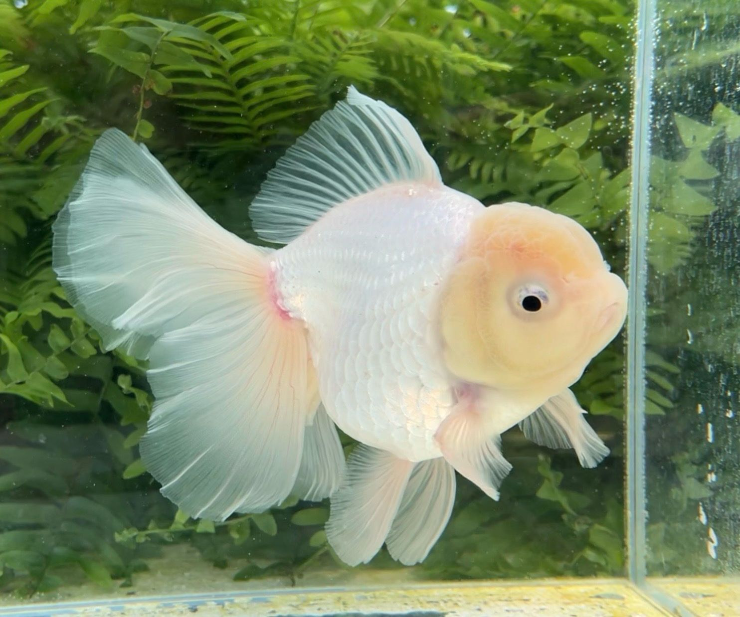 White Peonytail Oranda (F, 7”) - Free Shipping