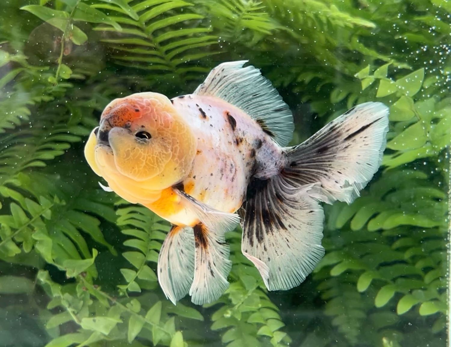 Calico Rosetail Oranda (M, 5”) - Free Shipping