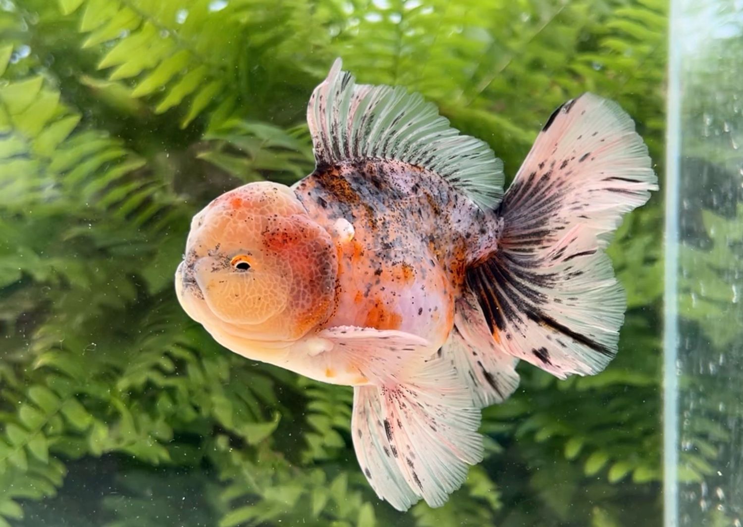 Calico Rosetail Oranda (M, 5”) - Free Shipping