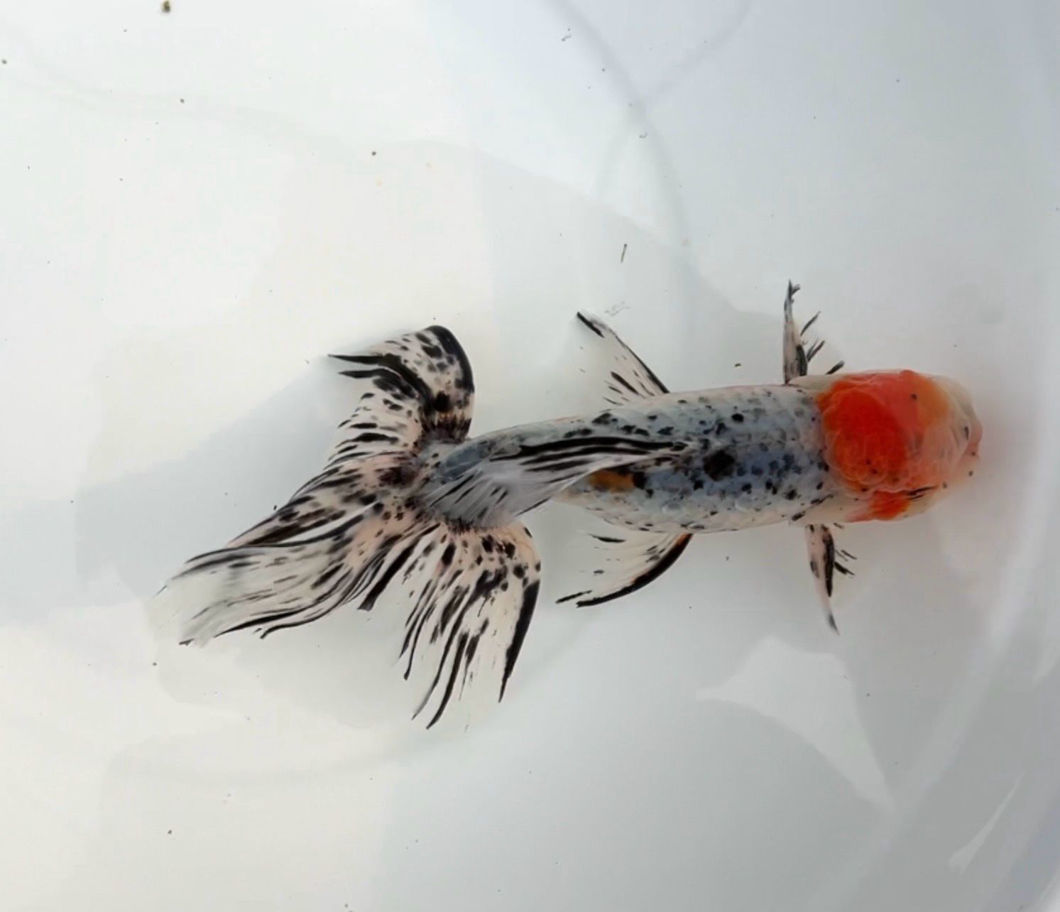 Azumanishiki (M, 6.5”) - Free Shipping