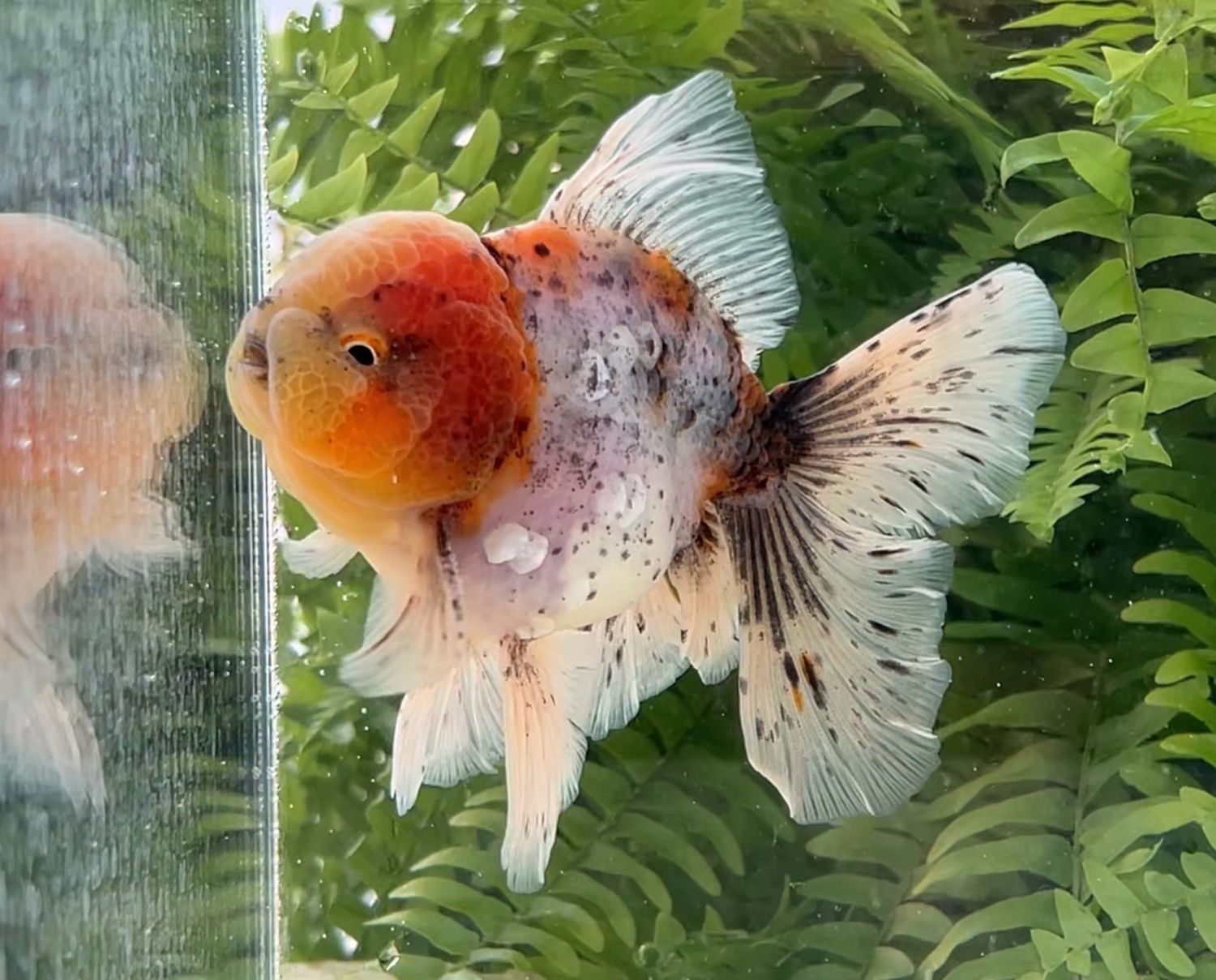 Calico Rosetail Oranda (M, 5”) - Free Shipping
