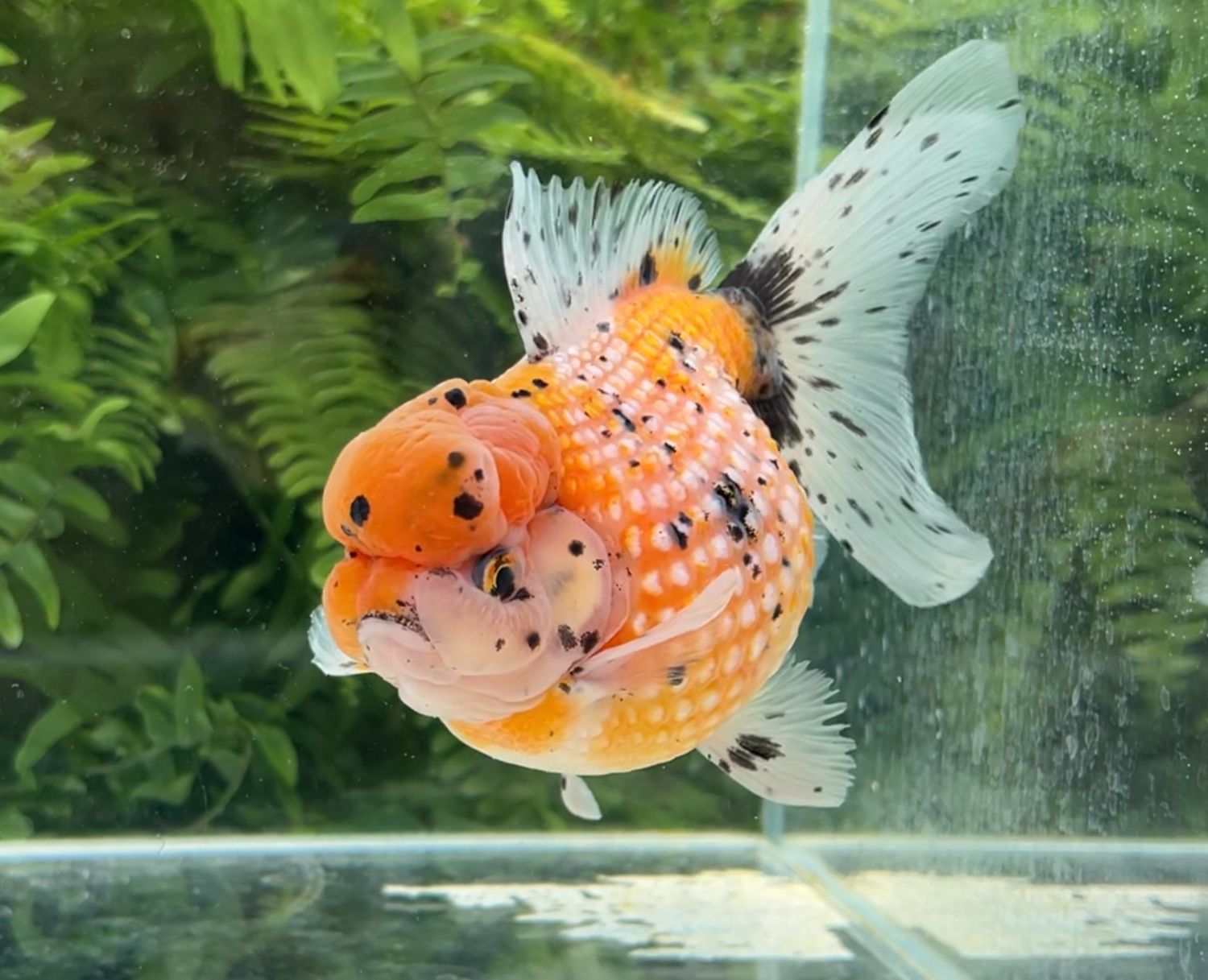 Calico Crown Pearlscale (M, 5.75”) - Free Shipping