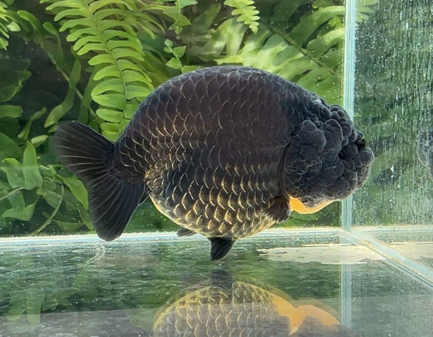 Black Yuanbao Ranchu (M, 4.75”) - Free Shipping
