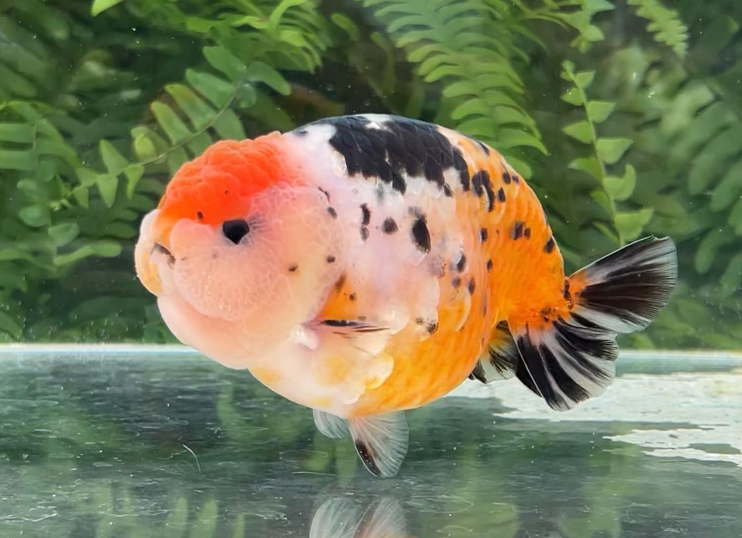Tancho Calico Yuanbao Ranchu (M, 4.5”) - Free Shipping