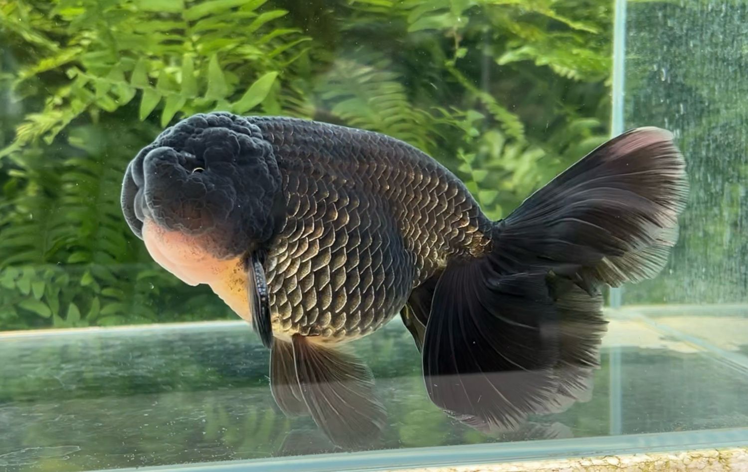 Black Orchidtail Ranchu (M, 7.25”) - Free Shipping