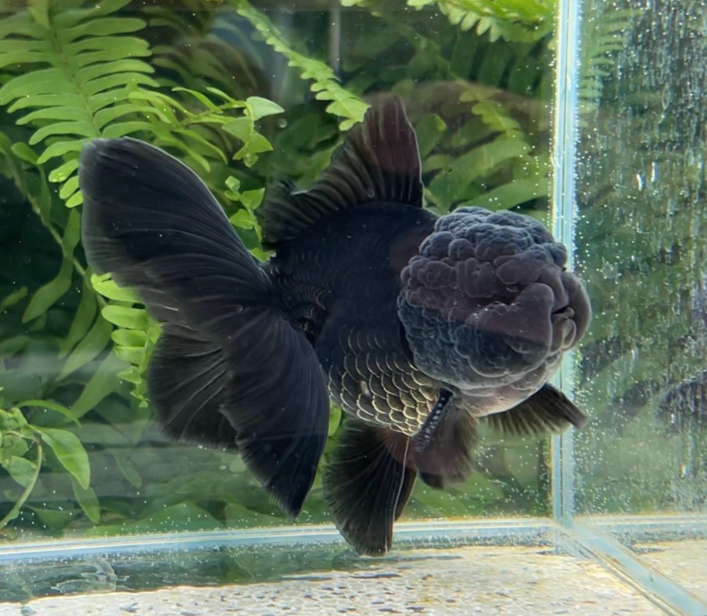 Black Rosetail Oranda (M, 4.75”) - Free Shipping