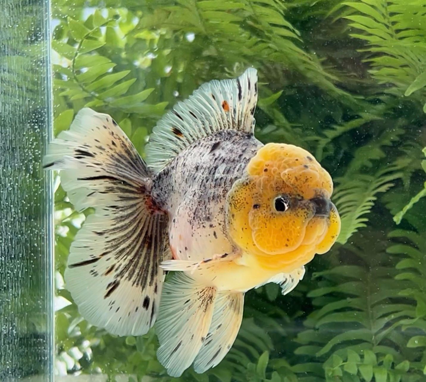 Calico Rosetail Oranda (M, 5.25”) - Free Shipping