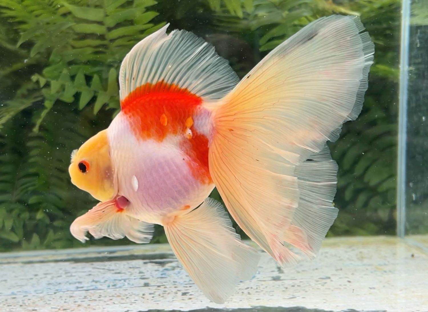 Sakura Veiltail (M, 6.5”) - Free Shipping