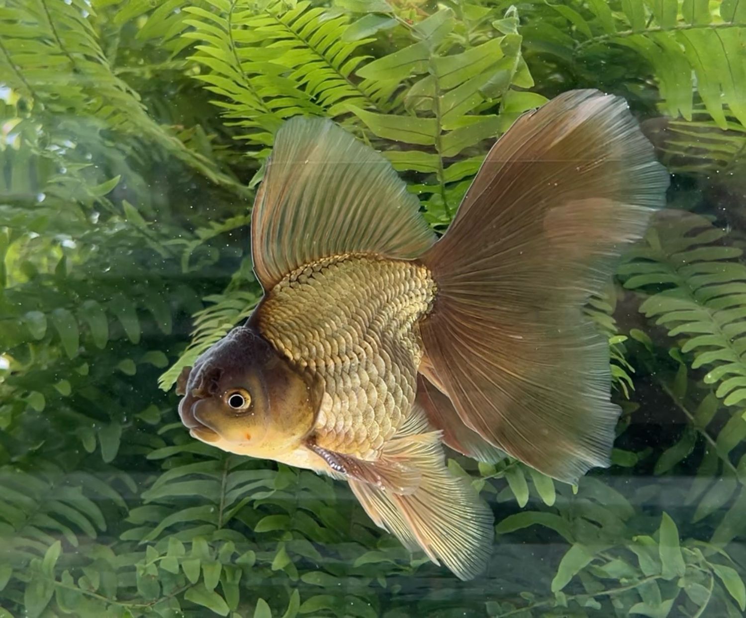 Bronze Veiltail (M, 6.25”) - Free Shipping