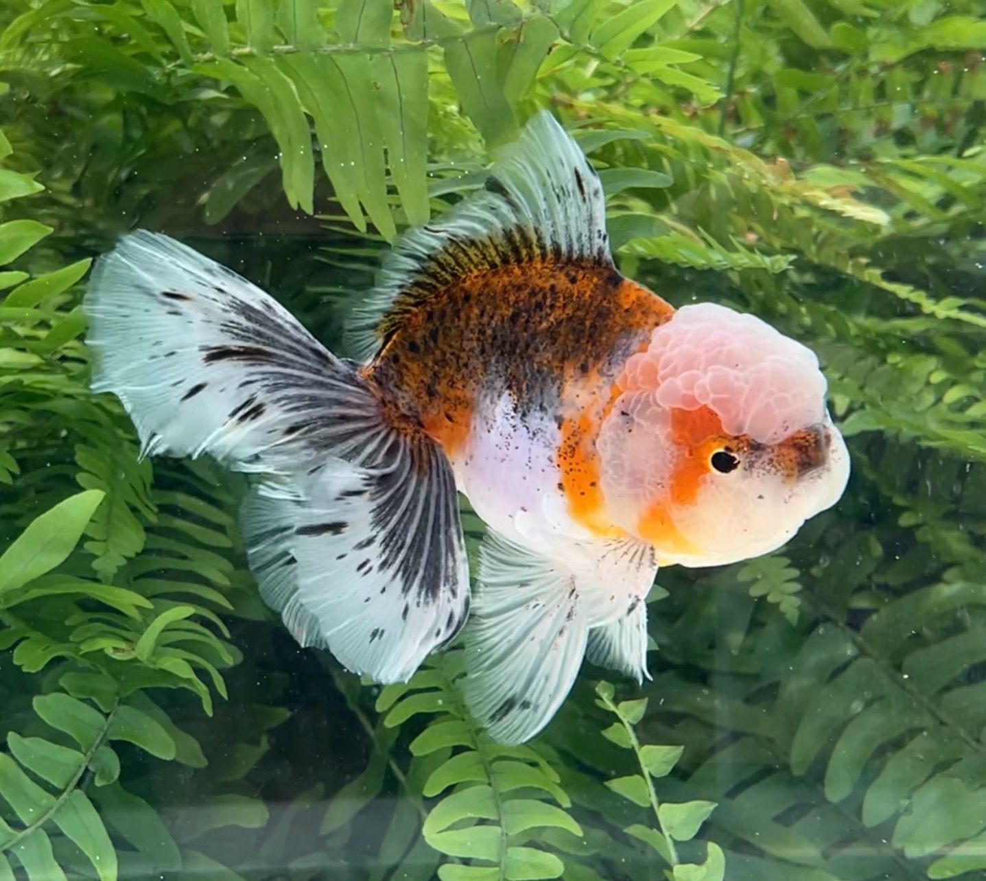 Calico Rosetail Oranda (M, 5.5”) - Free Shipping