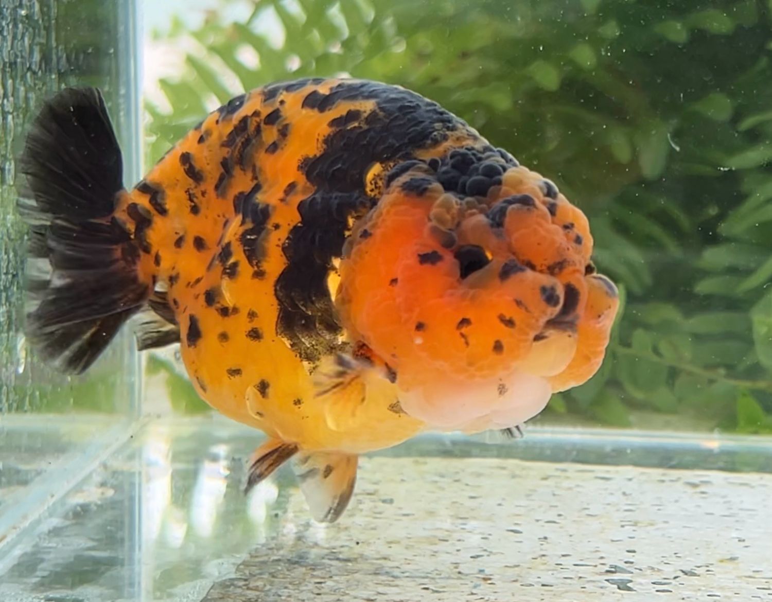 Tiger Yuanbao Ranchu (M, 3.75”) - Free Shipping