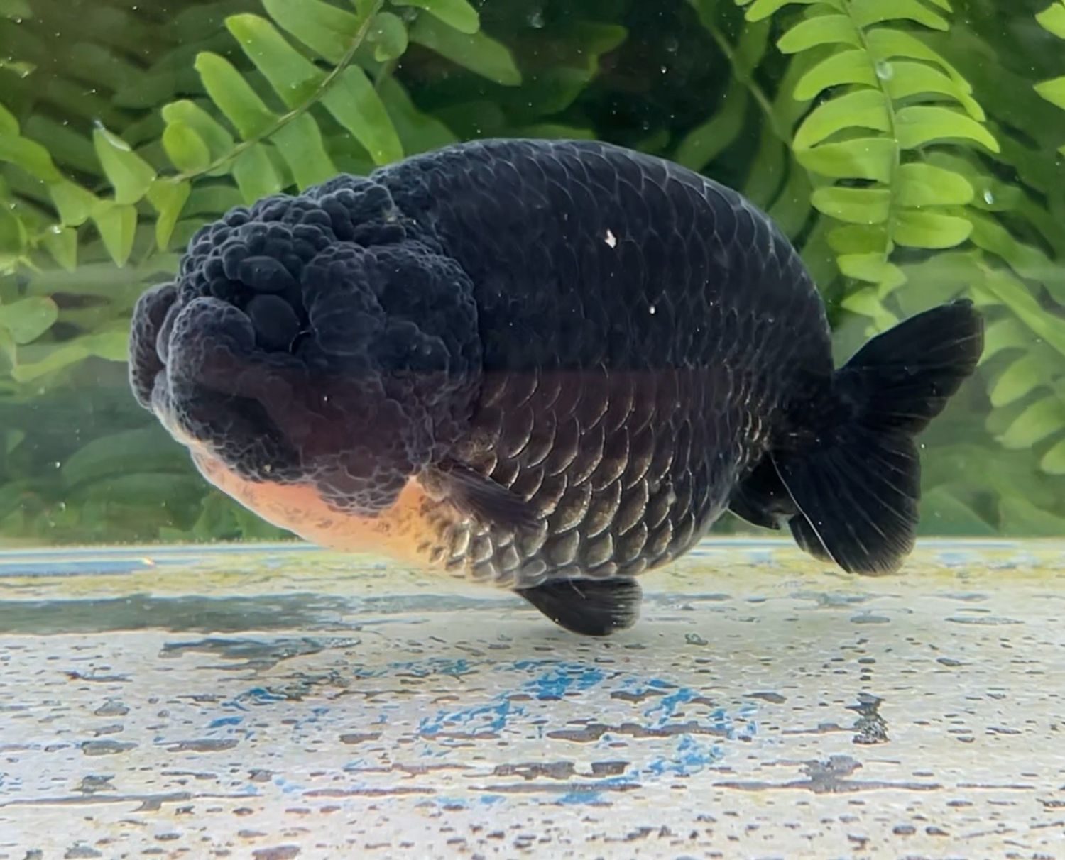 Black Yuanbao Ranchu (M, 4.25”) - Free Shipping