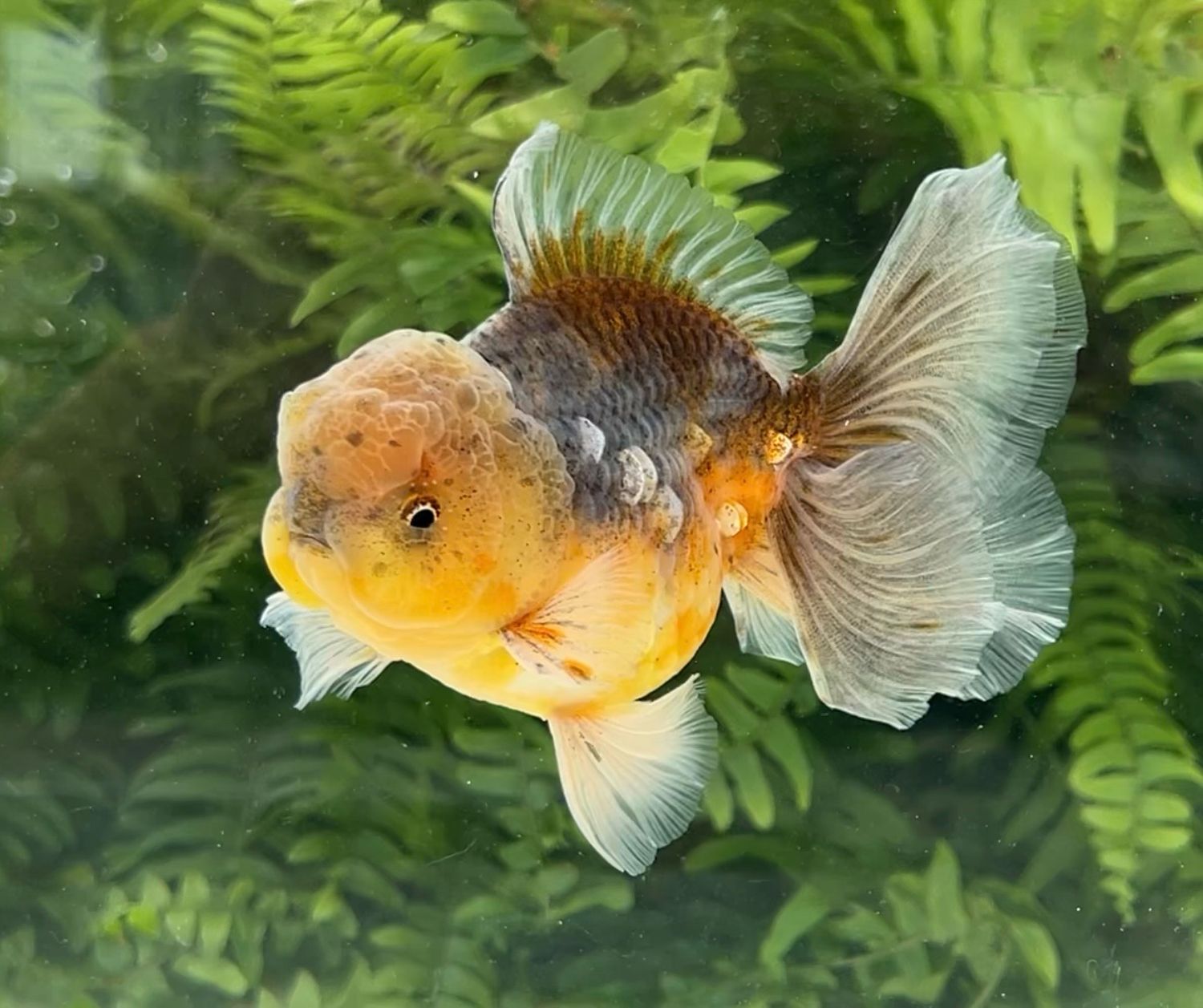Kirin Rosetail Oranda (M, 4.75”) - Free Shipping