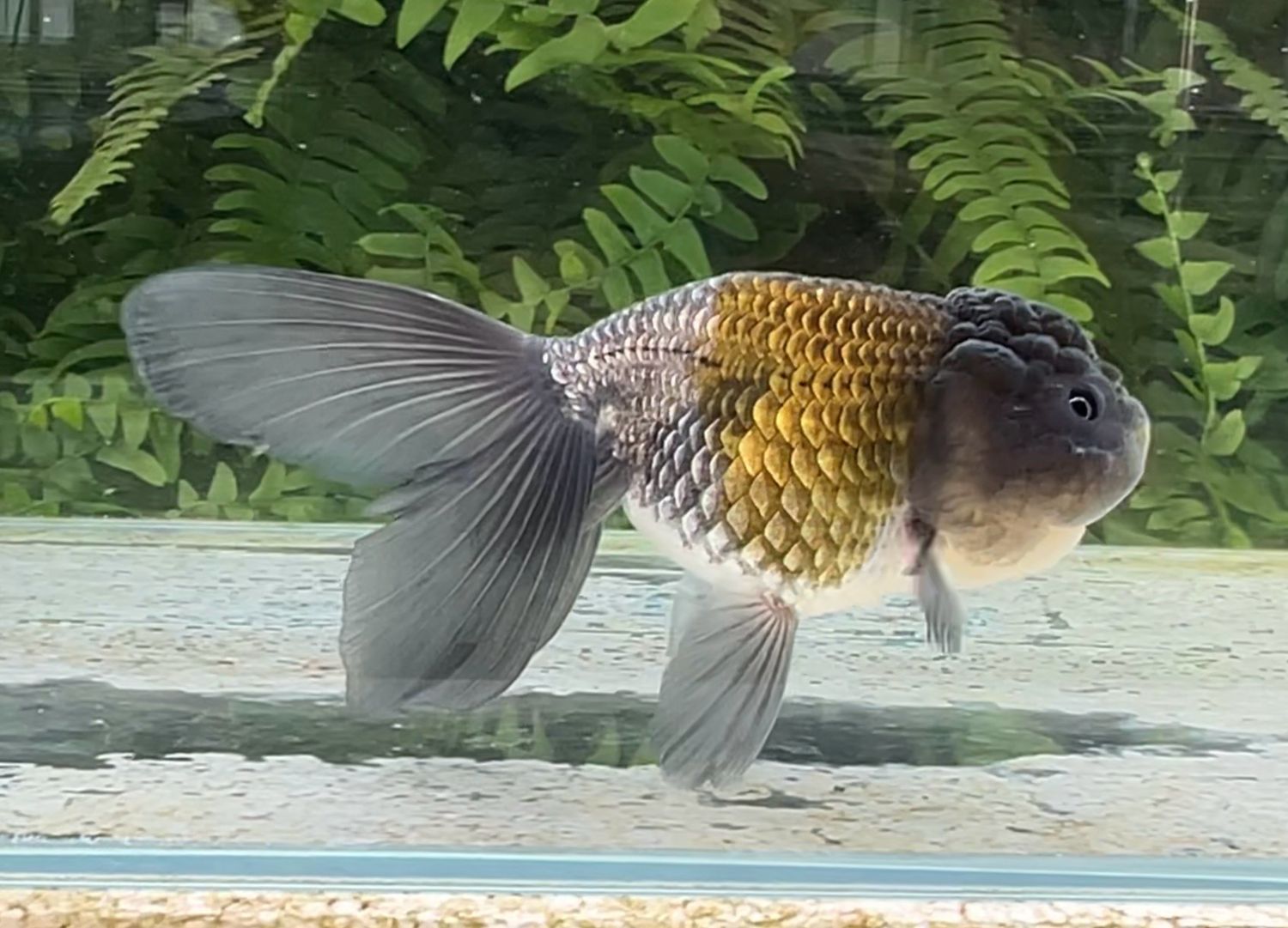 Blue Orchidtail Lionhead (F, 5.5”) - Free Shipping
