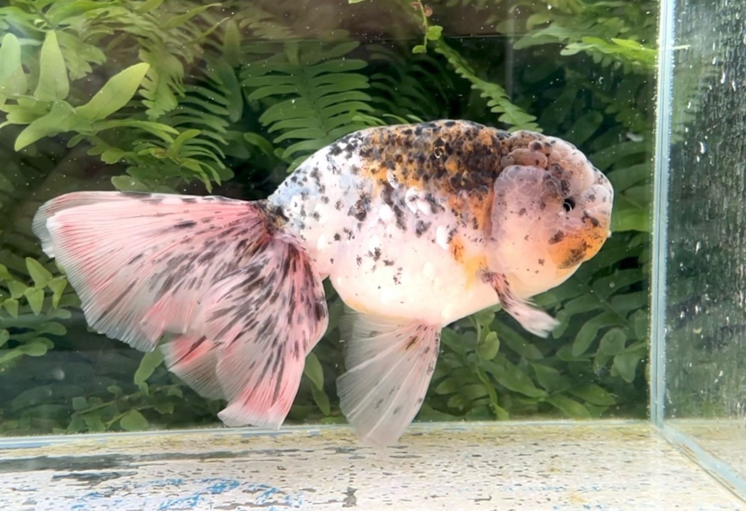 Calico Orchidtail Ranchu (M, 7”) - Free Shipping