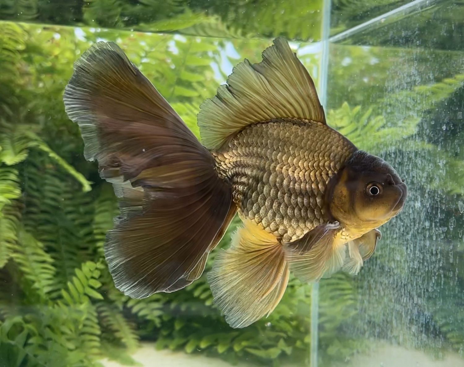 Bronze Veiltail (M, 6.75”) - Free Shipping