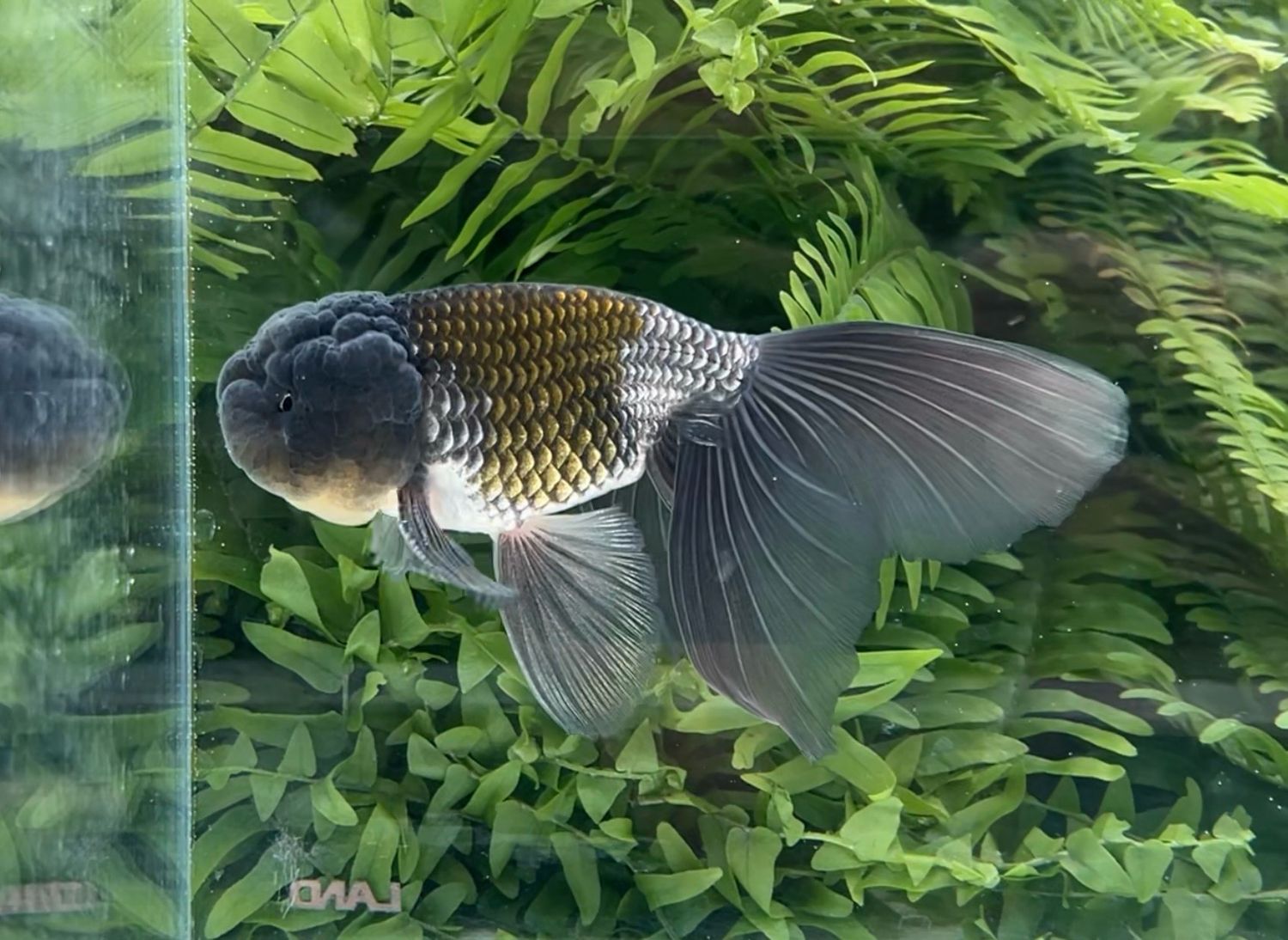 Blue Orchidtail Lionhead (M, 5.75”) - Free Shipping