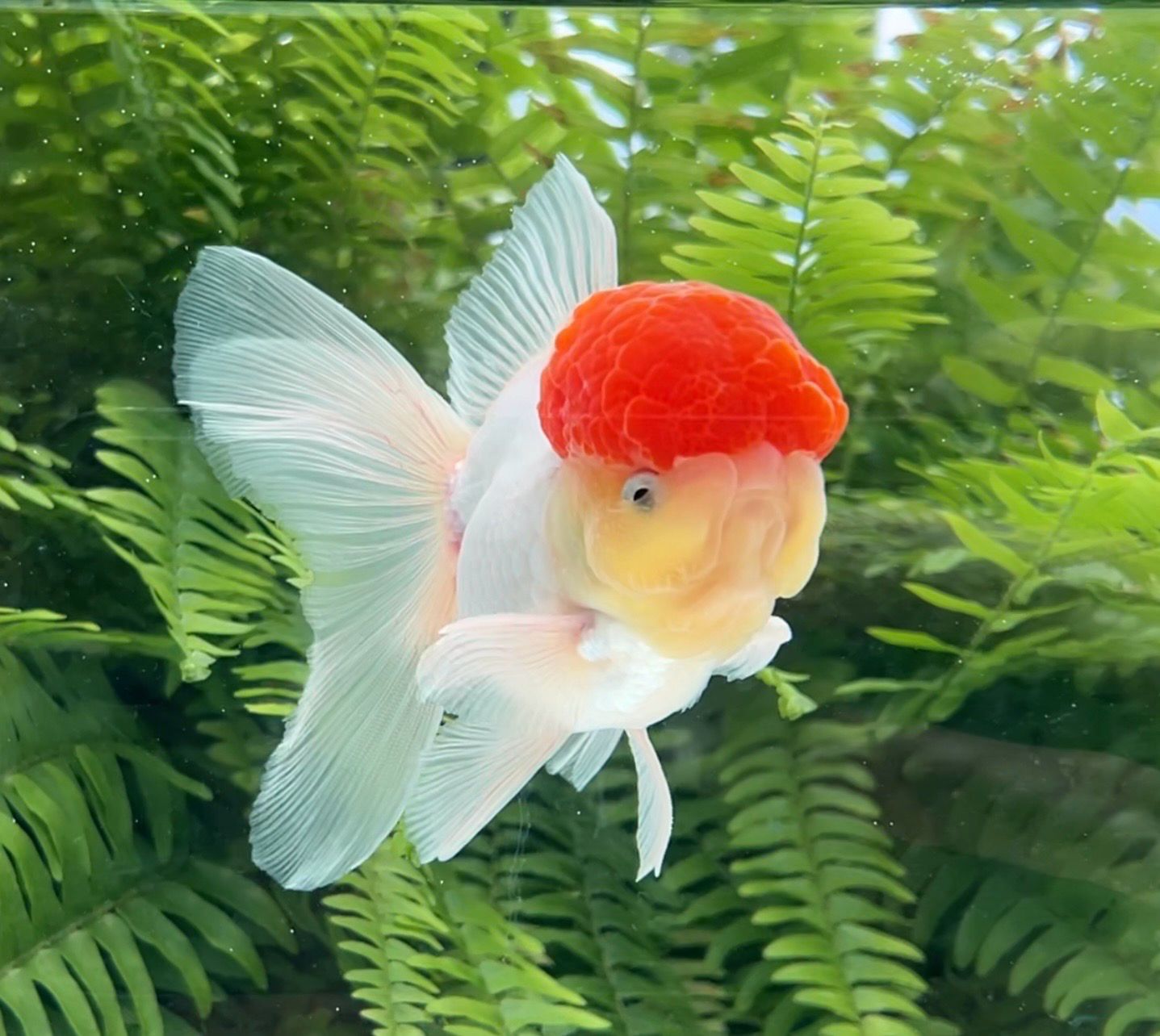 Tancho High Head Oranda (M, 5”) - Free Shipping