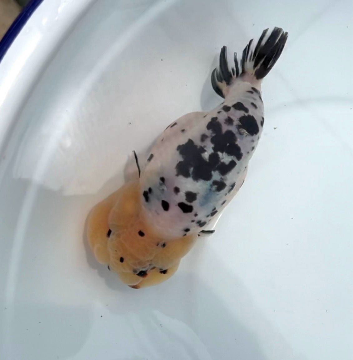 Milk Cow Yuanbao Ranchu (M, 4.75”) - Free Shipping
