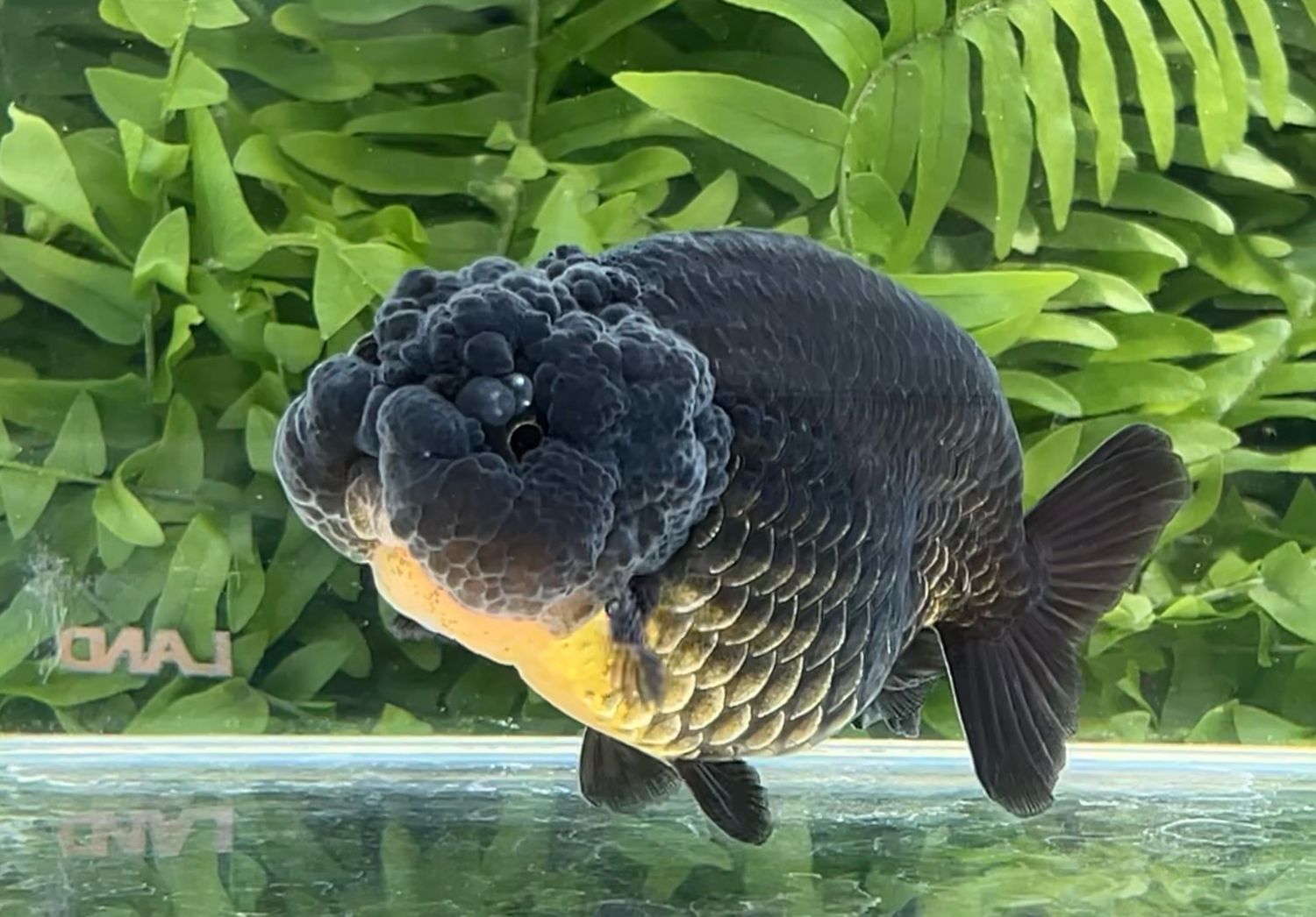 Black Yuanbao Ranchu (M, 3.75”) - Free Shipping