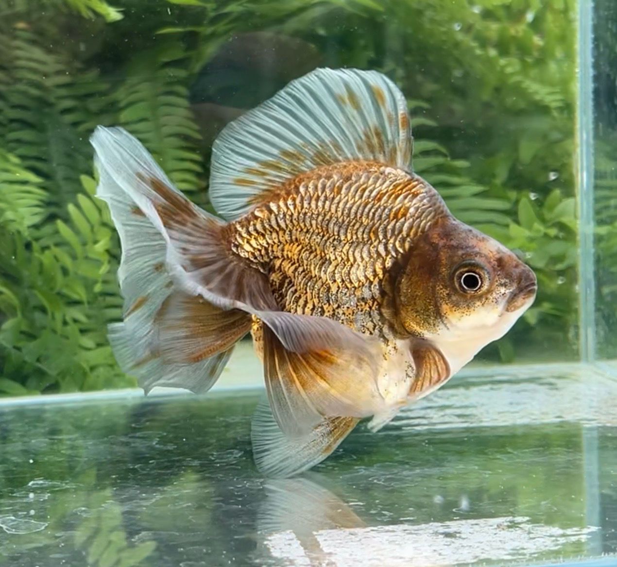 Gold And Bronze Broadtail Ryukin (F, 5”) - Free Shipping