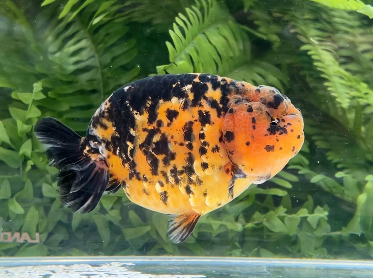 Tiger Yuanbao Ranchu (M, 4.5”) - Free Shipping