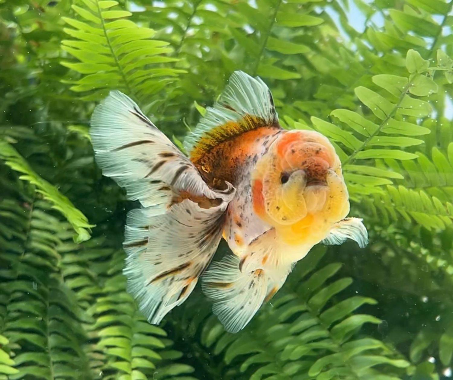 Calico Rosetail Oranda (M, 4.75”) - Free Shipping