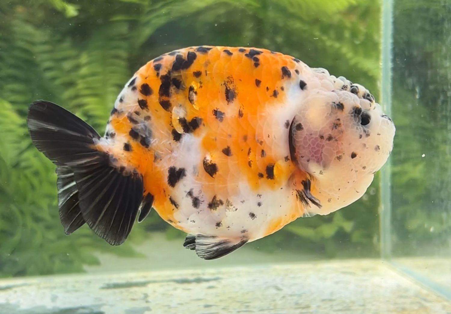 Calico Yuanbao Ranchu (F, 4.5”) - Free Shipping